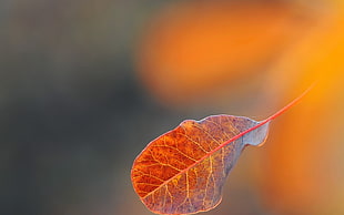 closeup photo of brown croton leaf