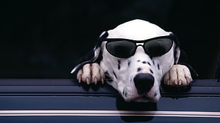 white dog with black sunglasses photography HD wallpaper