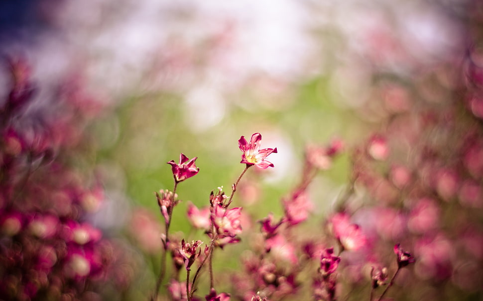 macro photography of pink flower HD wallpaper