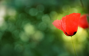 red and green petaled flower, flowers, poppies, red flowers, plants