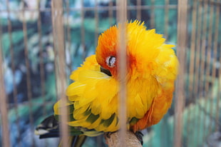 yellow and orange bird cleaning itself