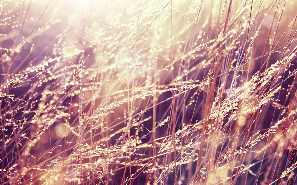macro shot of grass HD wallpaper