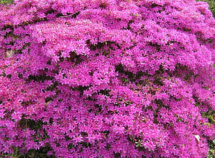 photo of purple flower HD wallpaper