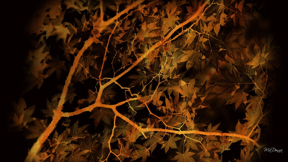 brown maple tree, leaves, trees, fall, abstract HD wallpaper