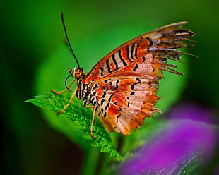 orange and black butterfly perching on green leaf plant in close-up photography