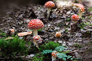 closeup photo of red mushroom HD wallpaper