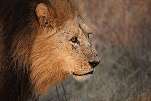 closeup photo of alpha male lion during daytime