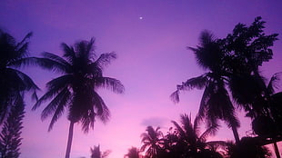 coconut trees, colorful, purple background, purple, palm trees