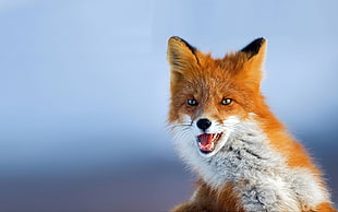 shallow focus photography of Fox