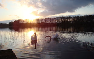 two white ducks on body of water during yellow sunrise