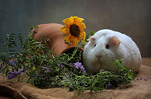 white guinea pig, animals, mammals, guinea pigs, flowers HD wallpaper