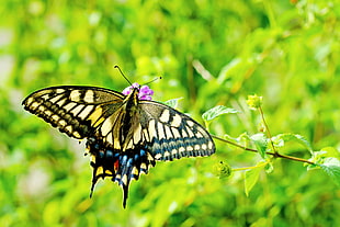 brown and black butterfly on purple flower, swallowtail