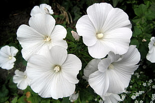 white hibiscus flowers