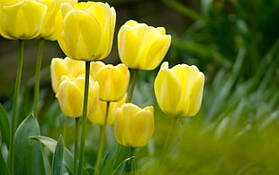 closeup photography of yellow flowers
