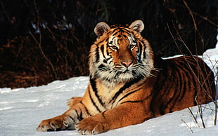 brown and black Bengal tiger on snow HD wallpaper