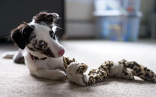 white and black puppy, dog, animals, toys, depth of field