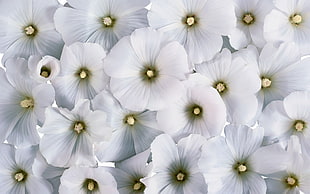 white petaled flowers HD wallpaper