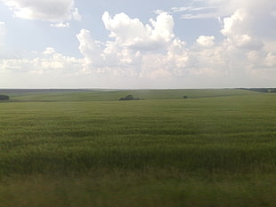 green grassy field under white clouds