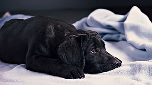 black Labrador retriever puppy HD wallpaper