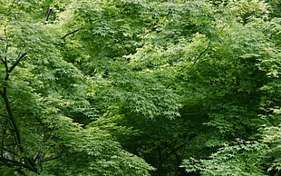 green leaved trees during day