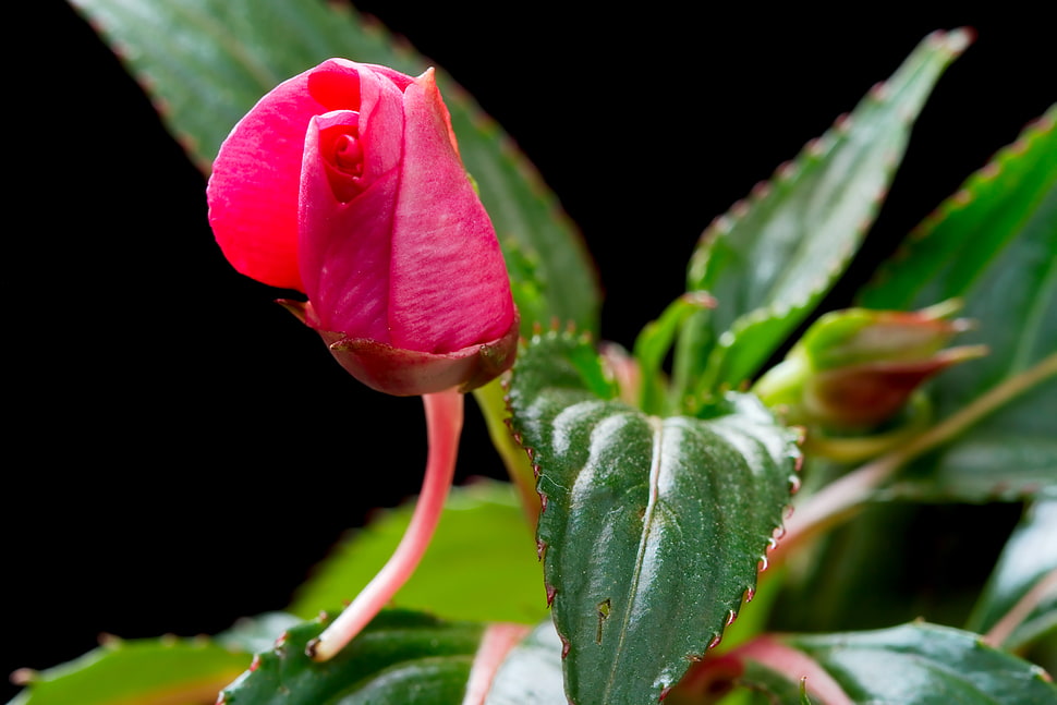 red Balsam flower closeup photo HD wallpaper