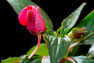 red Balsam flower closeup photo