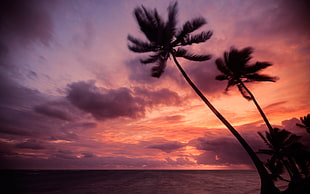 silhouette of palm trees on twilight sky