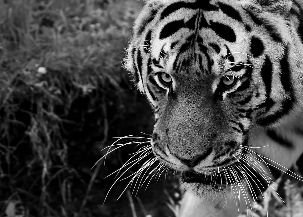tiger, Tiger, Muzzle, Sight HD wallpaper