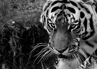 tiger, Tiger, Muzzle, Sight