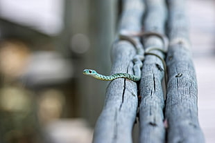 tilt lens photography of green and white snake