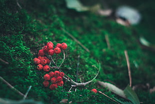 selective focus of red berries on green leaf plant HD wallpaper