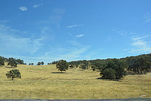 green trees, USA, field, trees, landscape