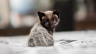 short-haired gray kitten, kittens, cat, depth of field, animals HD wallpaper