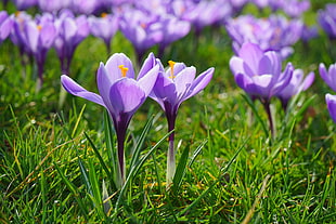 close up photography of purple petaled flowers HD wallpaper