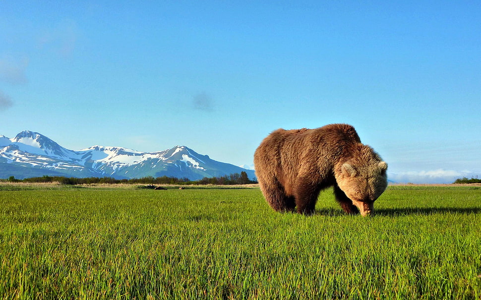 person showing an Bear HD wallpaper