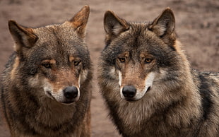 two black-and-brown wolves, animals, nature, wolf HD wallpaper