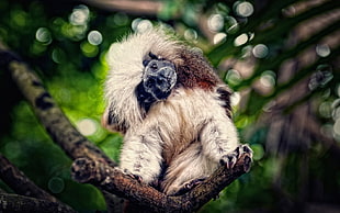 white and brown fur animal