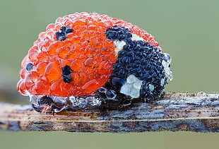 red berries and blueberries, ladybugs, nature