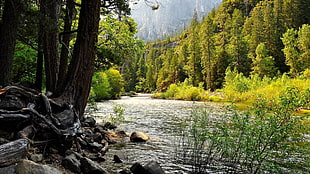 river surrounded with trees, landscape, water, trees, nature
