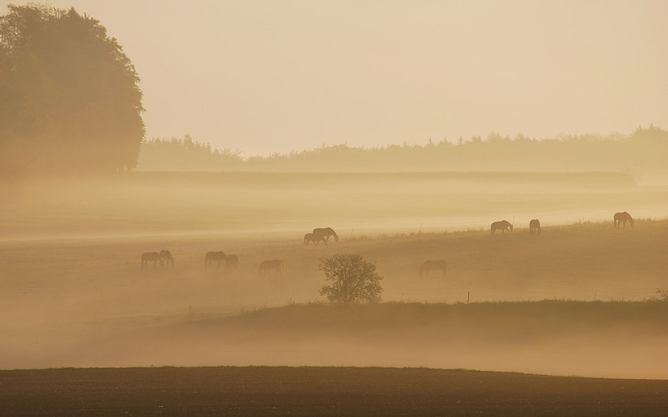 trees, landscape HD wallpaper
