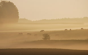 trees, landscape HD wallpaper