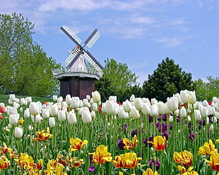 Tulips,  Flowers,  Mill,  Field