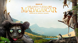 Island of Lemurs Madagascar wallpaper HD wallpaper