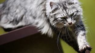 short-haired gray cat, cat, animals