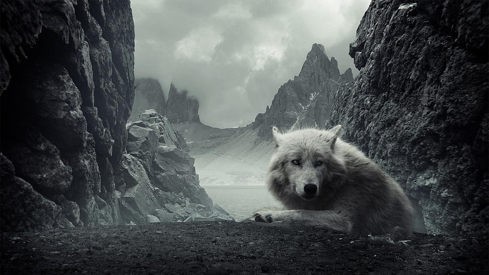 white wolf, animals, wolf HD wallpaper