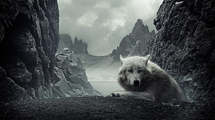 white wolf, animals, wolf