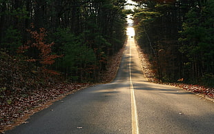 photography of a road beside the trees HD wallpaper