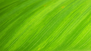 green leaf, natural, wallpaper