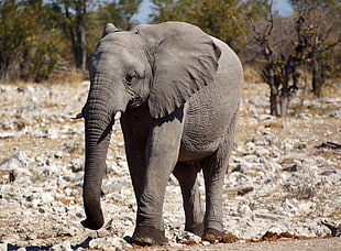 grey elephant in daytime, namibia HD wallpaper