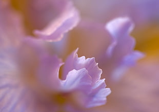 purple Iris flowers in closeup photo HD wallpaper
